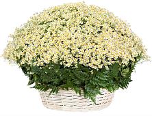 Цветочная композиция из Ромашки в корзине #REPLACE_PRED# Красноперекопске